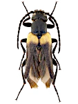 Sitaris muralis