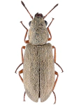 Danacea serbica