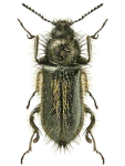 Enicopus hirtus