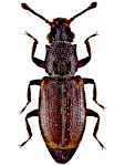 Monotoma picipes