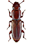 Rhizophagus depressus