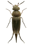 Mordella viridescens