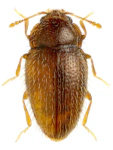 Mycetaea subterranea