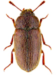 Typhaea stercorea