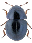 Cybocephalus fodori