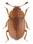 Epuraea aestiva