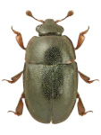 Lamiogethes morosus