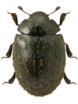 Nosodendron fasciculare