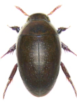 Noterus clavicornis