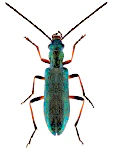 Chrysanthia geniculata