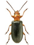 Orsodacne cerasi