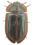 Peltis ferruginea