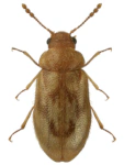 Phloiophilus edwardsii