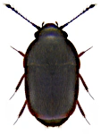 Acrotrichis fascicularis