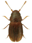 Ptilium modestum
