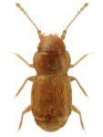 Ptinella denticollis