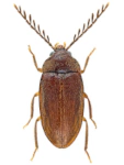 Ptilodactyla exotica