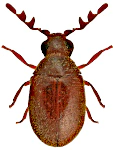 Dorcatoma substriata
