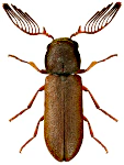 Ptilinus pectinicornis