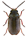 Xyletinus longitarsis