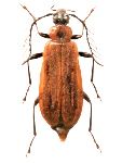Schizotus pectinicornis