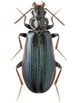 Pytho depressus