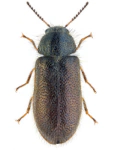 Aplocnemus impressus