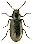 Trichoceble floralis