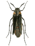 Metoecus paradoxus