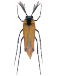 Metoecus paradoxus