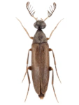 Pelecotoma fennica