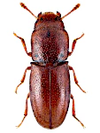 Aglenus brunneus