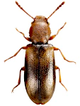 Lissodema denticolle