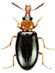 Salpingus ruficollis