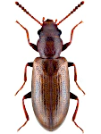 Sphaeriestes castaneus