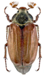 Melolontha melolontha