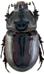 Oryctes nasicornis
