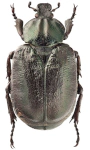 Osmoderma barnabita
