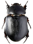 Pentodon idiota
