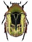 Protaetia cuprea