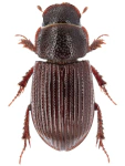 Psammoporus mimicus