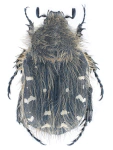 Tropinota hirta