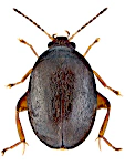 Scirtes hemisphaericus