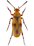 Anaspis maculata