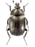 Sphaerites glabratus