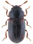 Sphindus dubius