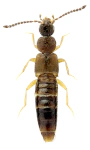 Atheta europaea