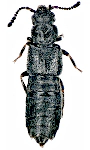 Carpelimus foveolatus