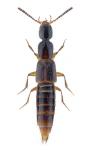 Gabrius splendidulus