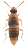 Gyrophaena minima